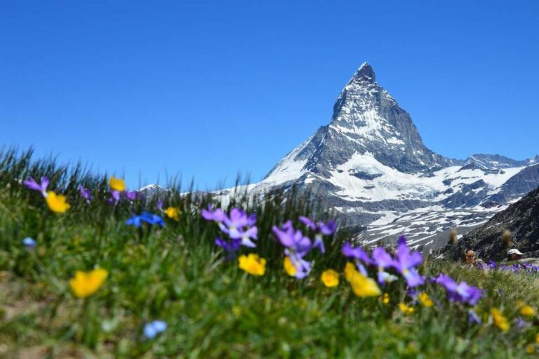 Matterhorn mountain with colorful flowers in the foreground