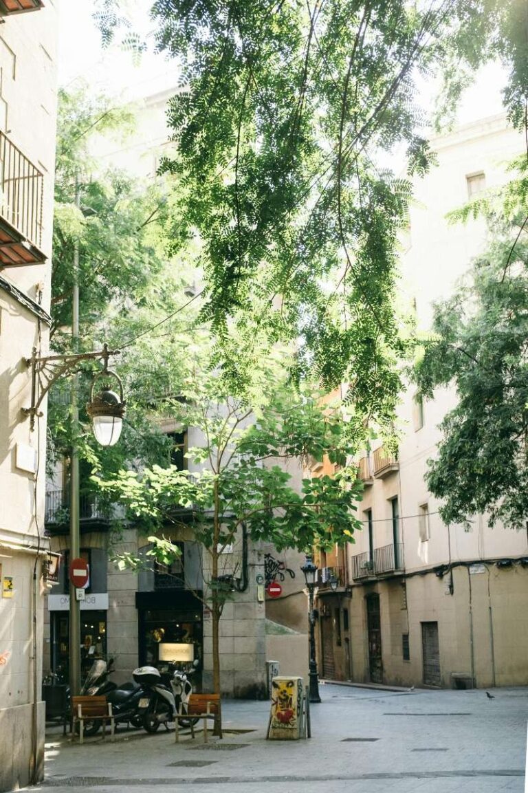 Sunlit square in Barcelona's old town, surrounded by leafy trees and historic facades