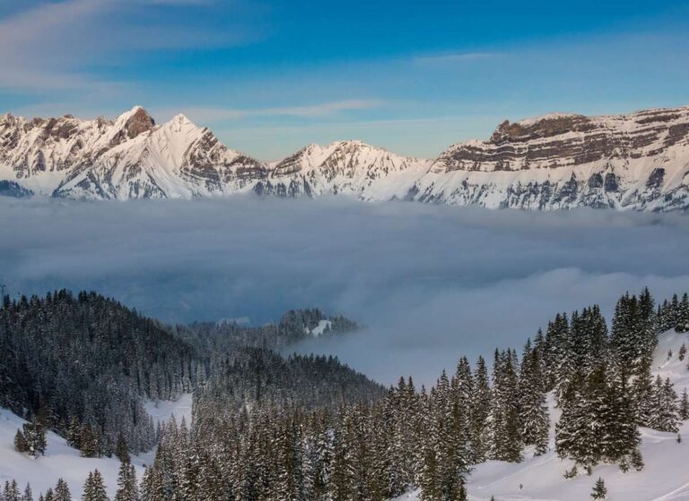 Snow-covered mountain peaks under a blue sky with a forest in the foreground