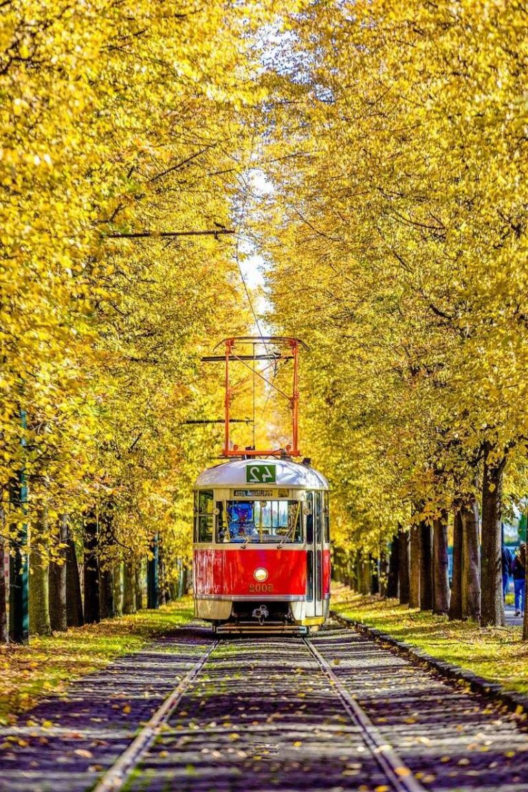 Classic red tram passing through a tree-lined avenue in autumn