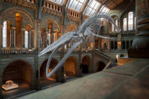 dinosaur skeleton in the Natural History Museum in London for kids