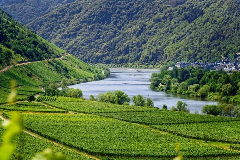 Lush vineyards stretching along the Rhine Valley in Germany